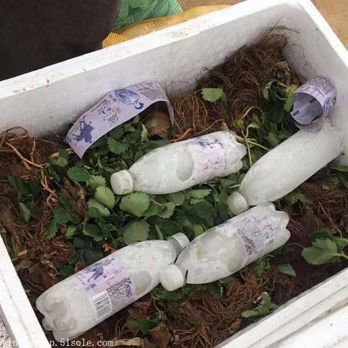泰安开发区润林园艺场