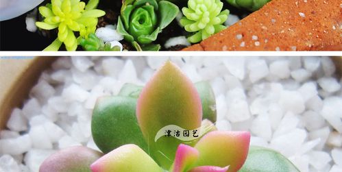 津沽园艺旗舰店
