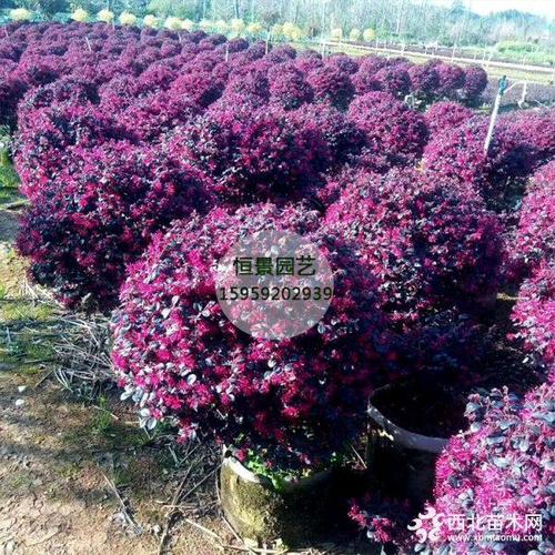 精品红花继木球高度80公分价格78元_供应产品_漳浦县马口恒景园艺场